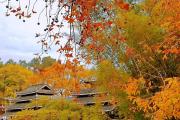 恭城哪里好玩免费(恭城哪里好玩免费景点)