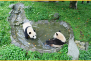 熊猫吃柠檬的景点叫什么(熊猫吃柠檬表情包)