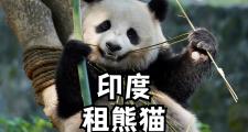 熊猫吃柠檬的景点叫什么(熊猫吃的食物是什么?)