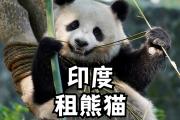 熊猫吃柠檬的景点叫什么(大熊猫吃的什么就像啃甘蔗一样咔嚓咔嚓的)