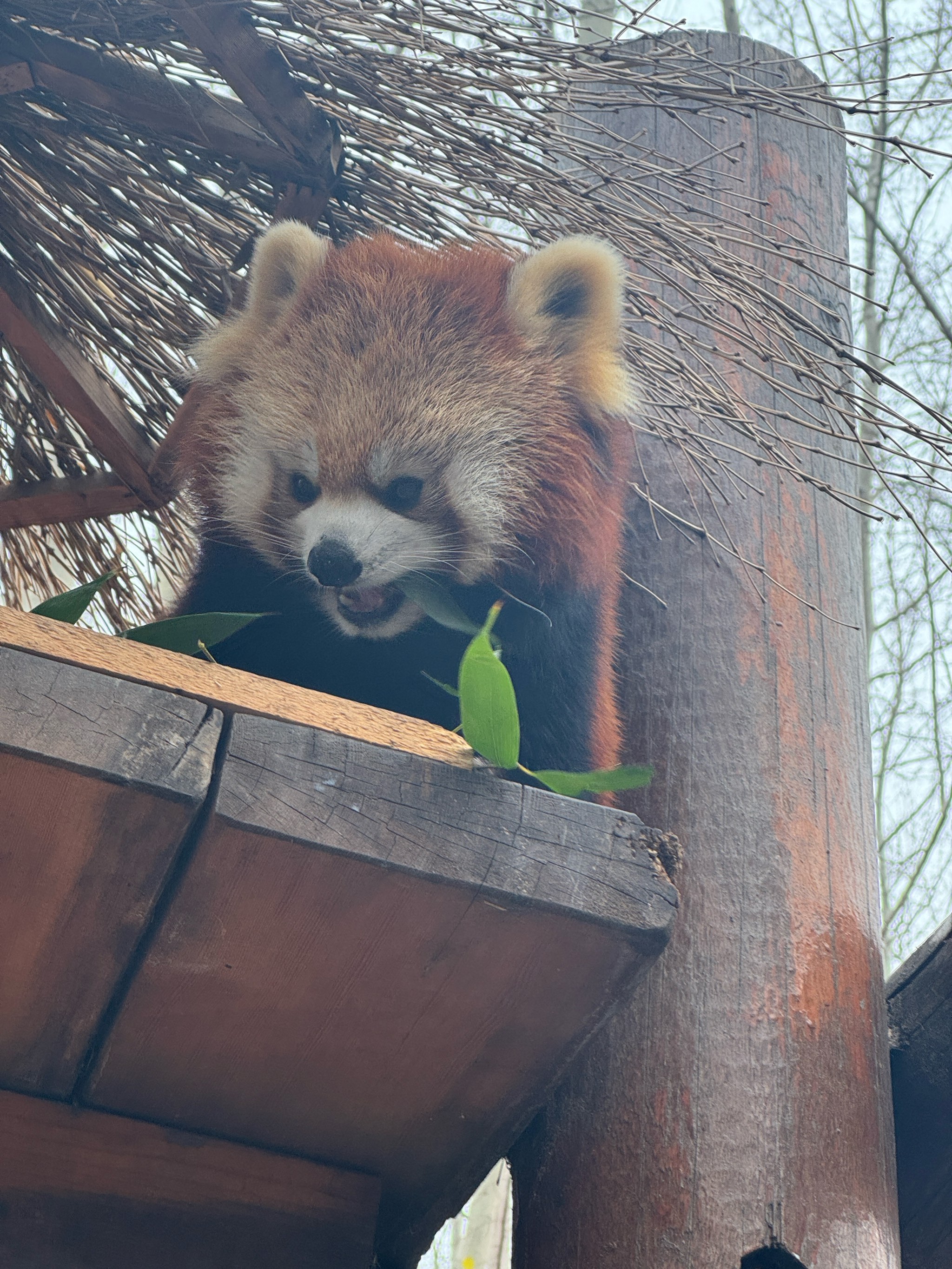 熊猫吃柠檬的景点叫什么(熊猫吃的是啥)