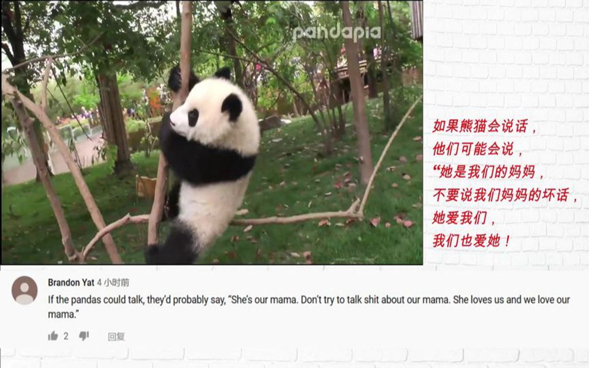 熊猫吃柠檬的景点叫什么(熊猫吃哪些小动物)