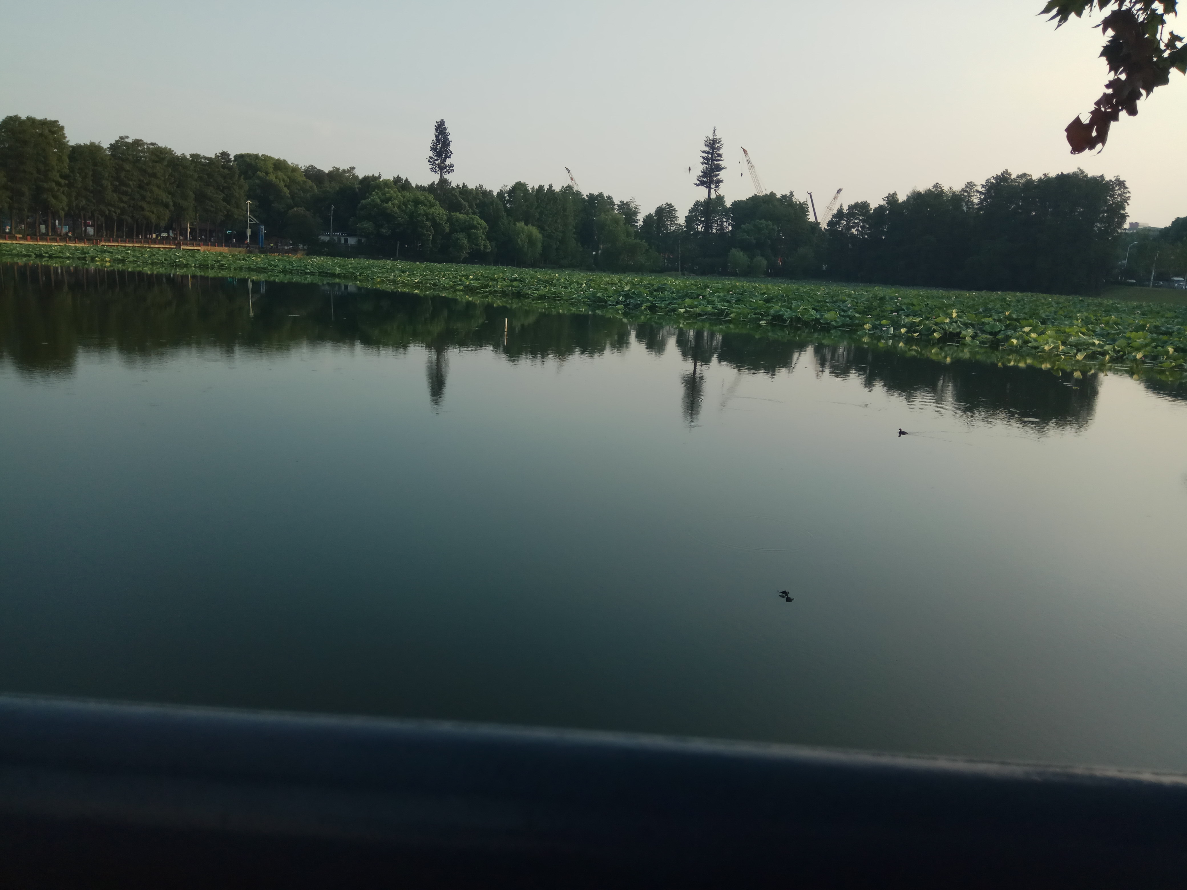 武汉东湖景区能打车吗(去武汉东湖玩要门票吗)